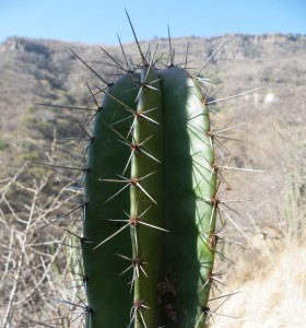 Stenocereus queretaroensis