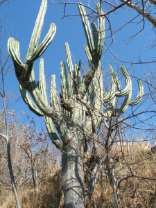 Stenocereus queretaroensis