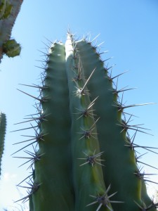 Stenocereus stellatus