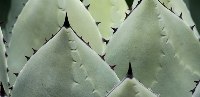 Agave parryi, Doug Felt