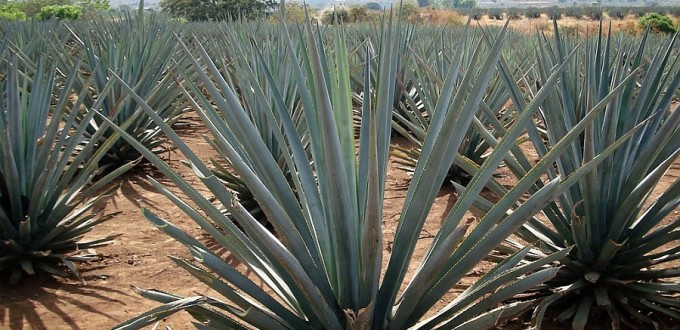 Agave tequiliana, Jay8085