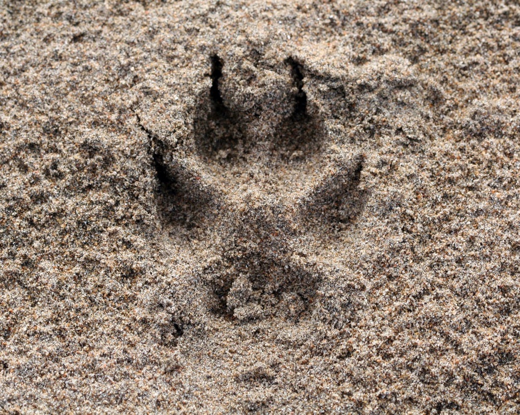 Coyote Tracks In Sand Coyote Tracks In Sand
