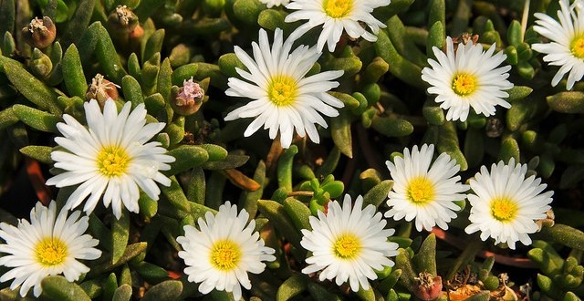 Delosperma 'oberg', Bahamut Chao
