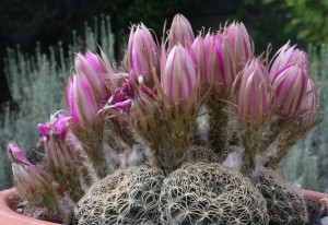 Echinopsis hybrid, Manuel M Ramos