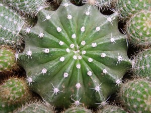 Echinopsis, Juan Acullador