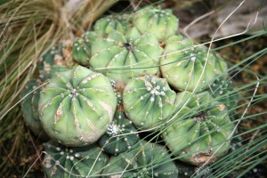 dchinopsis subdenudala, Cliff