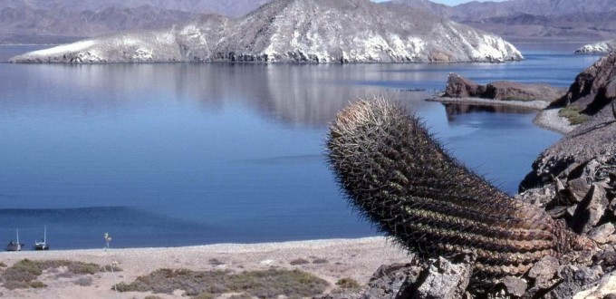 Ferocactus gracilis gatesii, Christian Defferrard