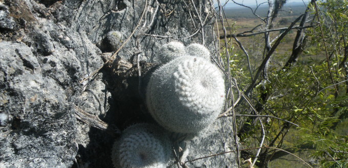 Mammillaria albata, Amante Darmanin