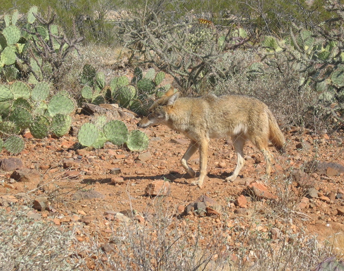 Cactus Dinner for Coyotes – OBLOG