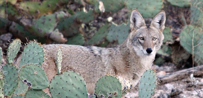Coyote with Opuntia and cholla, Searchnet.media