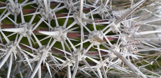 Stenocereus gummosus, Amante Darmanin