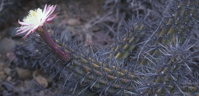 Stenocereus gummosus in flower