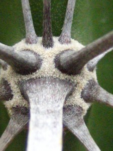 Stenocereus gummosus