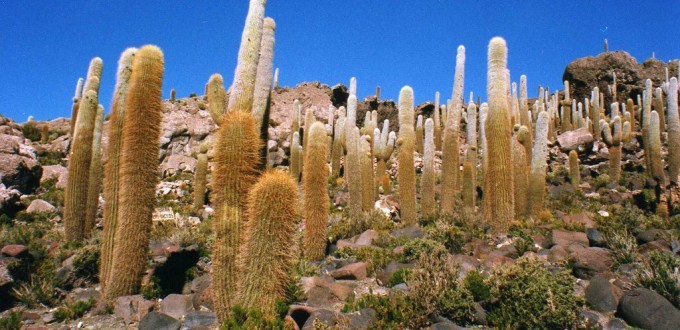 Trichocereus pascana, Lleonora Enking