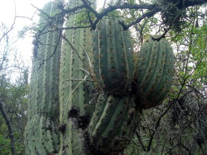 Trichocereus terschekii, Andrés el Groso