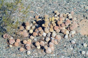 Tephrocactus articulatus, Barrie Glover