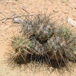 Tephrocactus aoracanthus