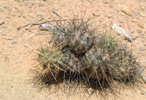 Tephrocactus aoracanthus