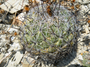 Coryphantha cornifera, Querétaro, MX
