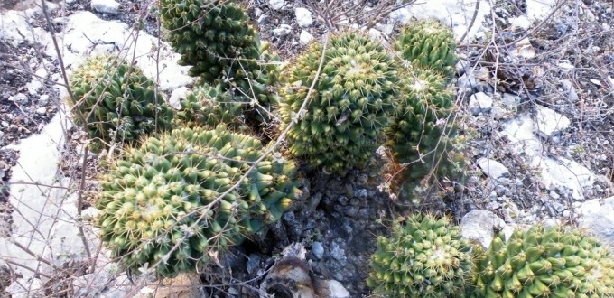 Coryphantha octacantha, in habitat