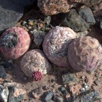 Tephrocactus alexander (geometricus)