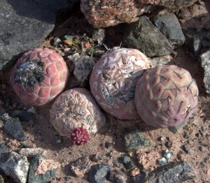 Tephrocactus alexander (geometricus)