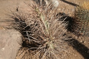 Tephrocactus aoracanthus, Stuart