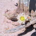 Tephrocactus molinensis, in flower, Obelisco, Salta