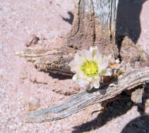 Tephrocactus molinensis, in flower, Obelisco, Salta