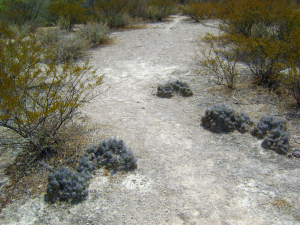 Thelocactus leucacanthus v. schmollii, Querétaro, MX
