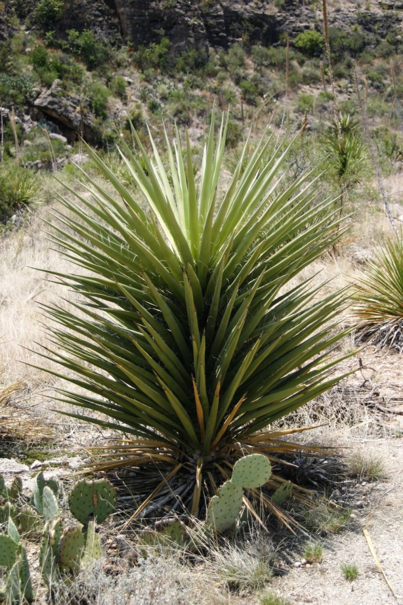 Yucca faxoniana, Carlsbad, NM – OBLOG