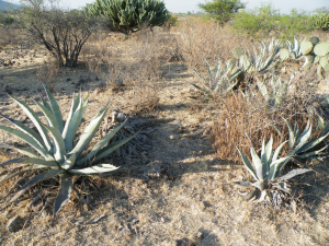 Agave sp, Querétaro, MX