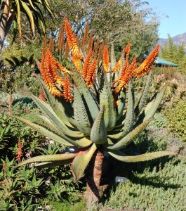 Aloe ferox, Faroutflora.com
