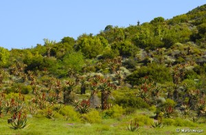 Aloe ferox in habitat, Martin Heigan