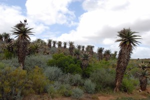 Aloe ferox "forest", N Turland