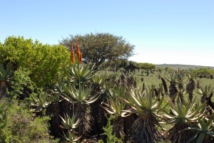 Aloe ferox in habitat, N Turland