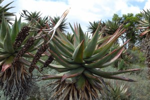 Aloe ferox, N Turland