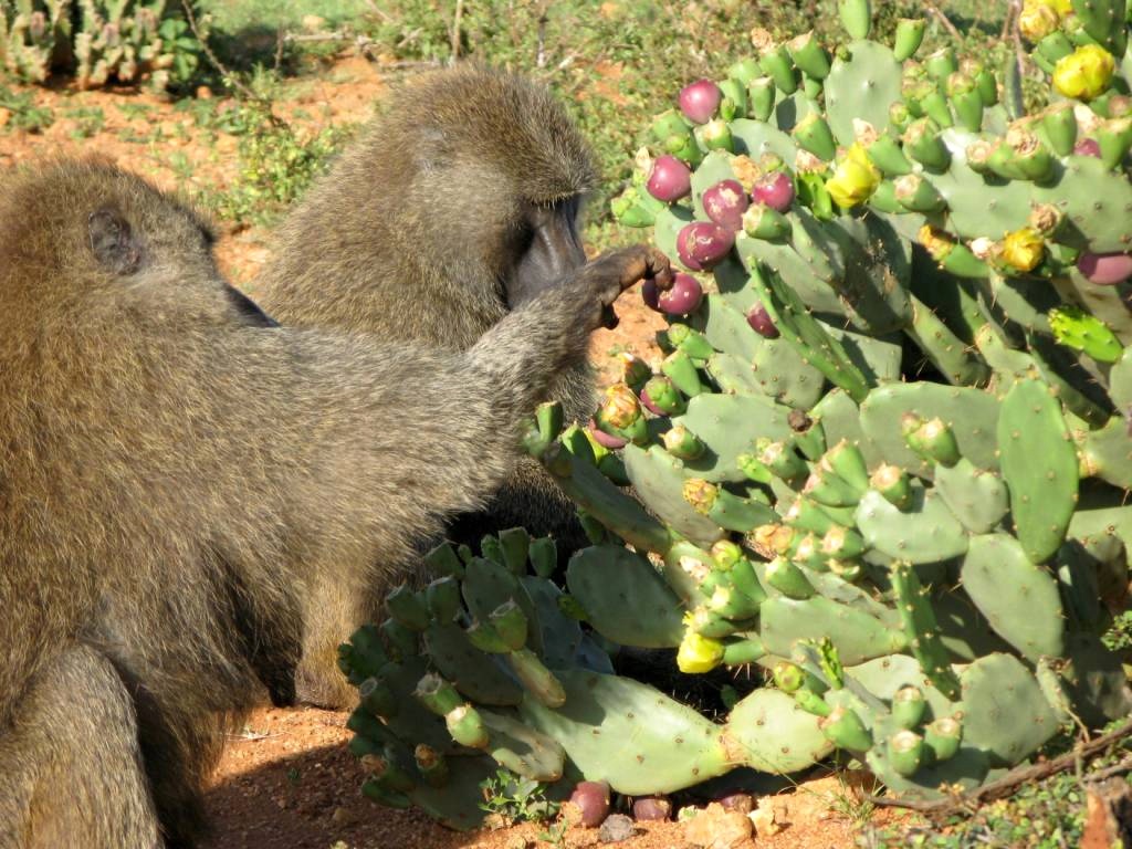 Male baboons, with invasive Opuntia