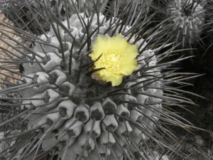 Copiapoa sp, Jardín Botánico Nacional, Chile