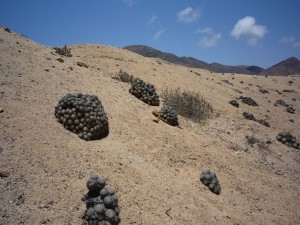 Copiapoa sp, C Ruiz