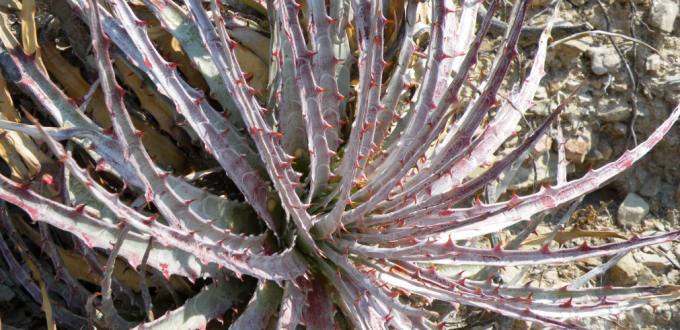 Hechtia sp, Querétaro, MX