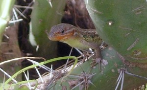 Lizard, TricksyDicksy