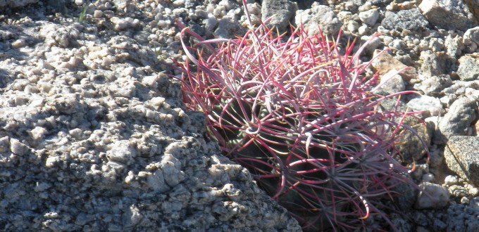 Echinocactus polycephalus xeranthemoides, Nancy Hussey