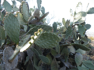 Opuntia sp, Querétaro, MX