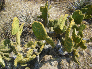Opuntia mycrodasys, Querétaro, MX