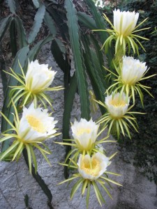 Pitaya flowers, Laura Hermann