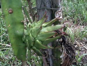 Pitaya green Fruit, Ching Ching