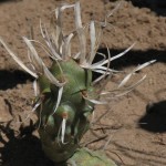 Tephrocactus articulatus papyracanthus