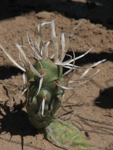 Tephrocactus articulatus papyracanthus