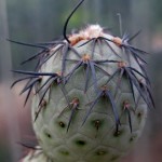 Tephrocactus, sp, Manuel